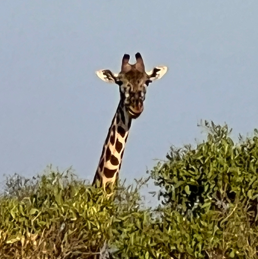 safari-kenya-michael-animali-safari-giraffa