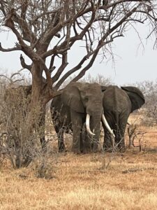 safari-kenya-michael-recensioni-foto-4