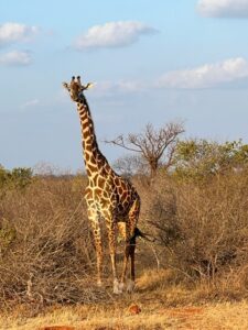 safari-kenya-michael-recensioni-foto-5