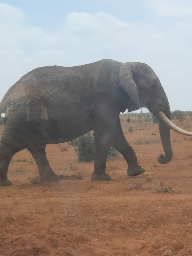 safari-kenya-michael-raqcconto-elefante