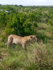 safari-kenya-michael-racconto-ghepardo
