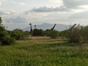 safari-kenya-michael-racconto-giraffe