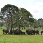 safari-kenya-michael-parchi-taita-hills