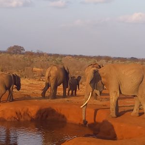 safari-kenya-michael-animali-safari-big-five-elefante