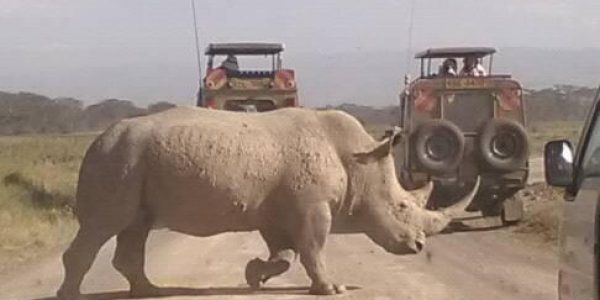safari-kenya-michael-animali-safari-big-five-rinoceronte