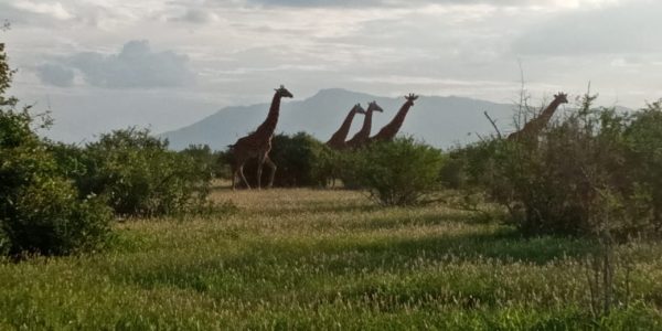 safari-kenya-michael
