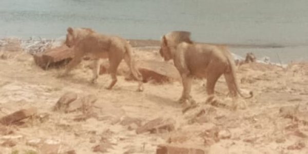 safari-kenia-michael-masai-mara
