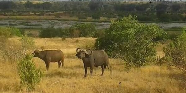 safari-kenya-michael-aimali-safari-big-five-bufalo