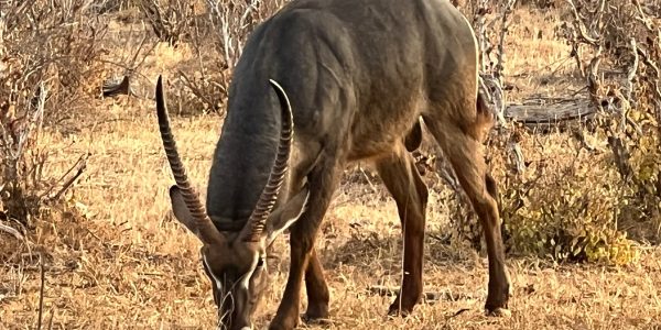 safari-kenya-michael-animali-safari-impala