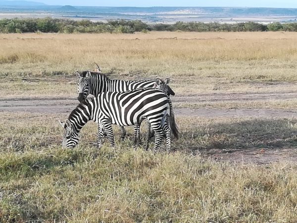 safari-kenya-michael-recensione-foto-1