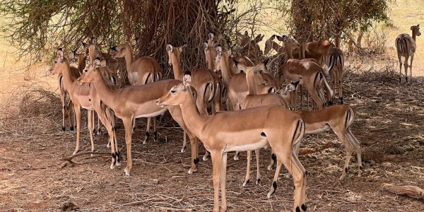 safari-kenya-michael-safari-animali-impala (2)