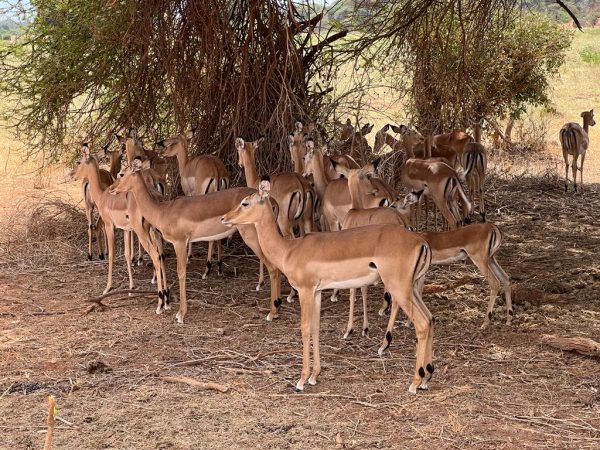 safari-kenya-michael-safari-animali-impala (2)